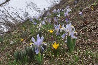 Iris rosenbachiana aff